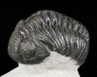 Nice Pedinopariops Trilobite - Mrakib, Morocco #45966-2